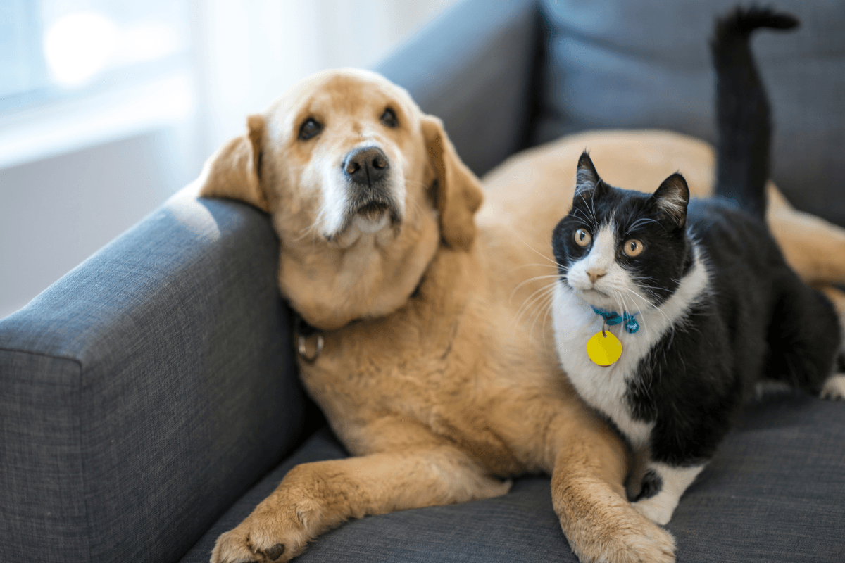 Best Place to Buy Pet Medications Online