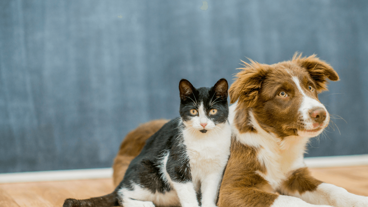 Pet Medications