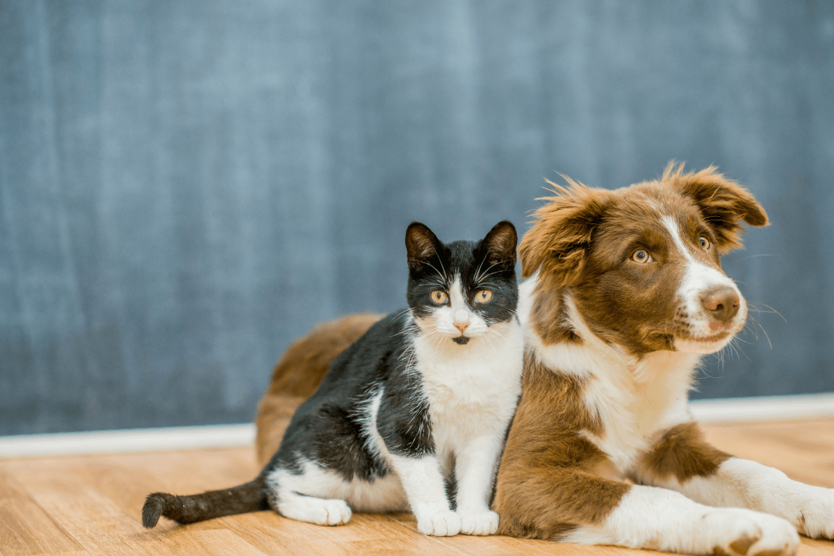 Pet Medications
