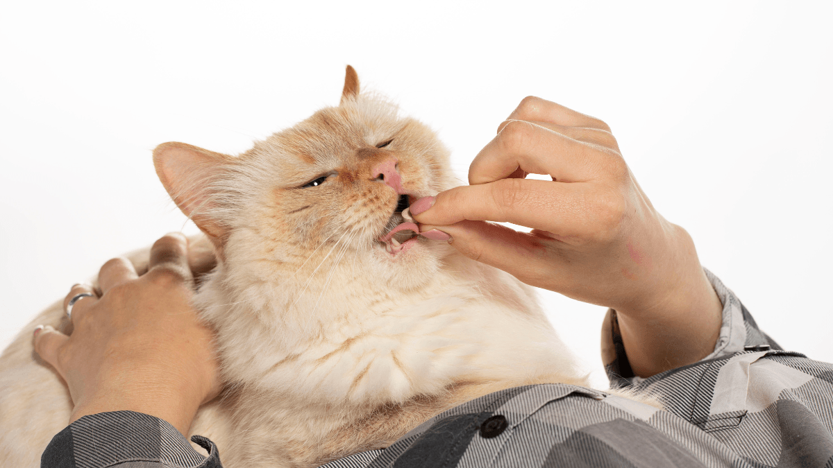 Clavamox for Cats and Dogs