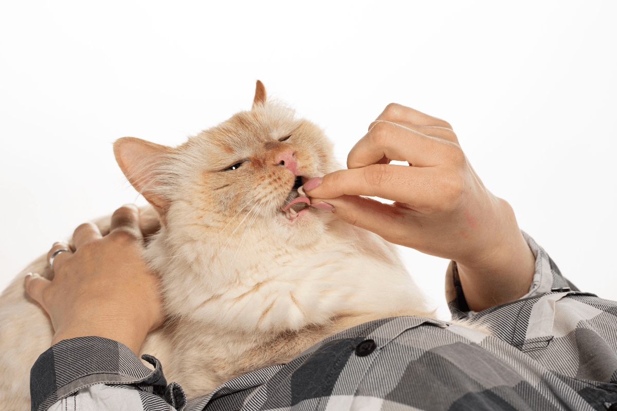 Clavamox for Cats and Dogs