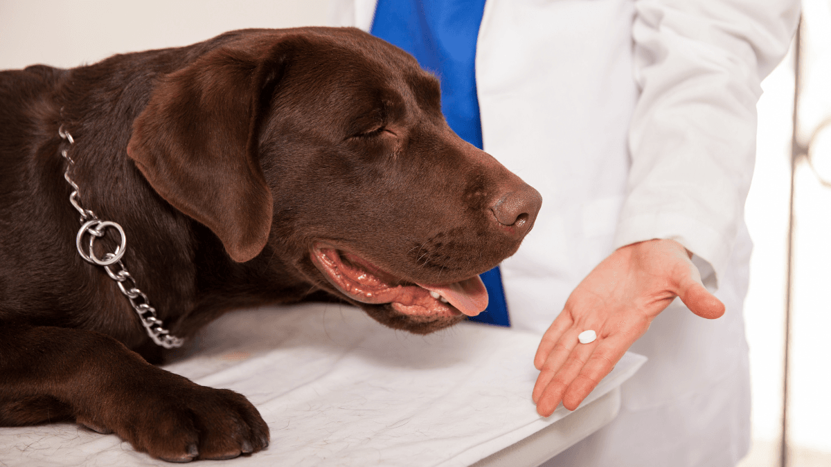 Enalapril for Dogs
