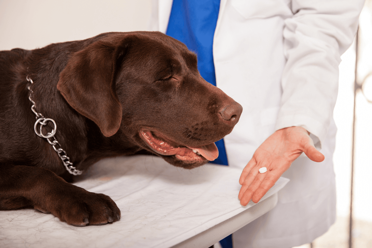 Enalapril for Dogs