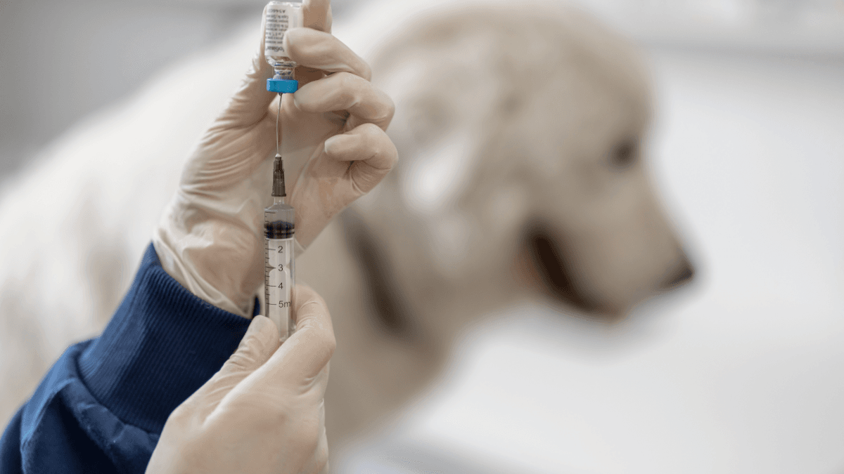 Humulin N Insulin for Dogs