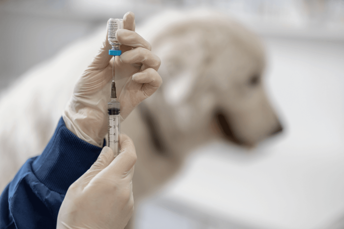 Humulin N Insulin for Dogs
