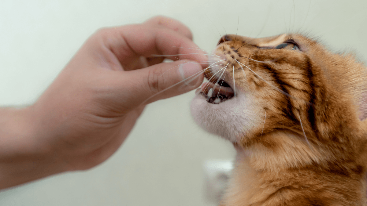 Onsior Cat Medicine