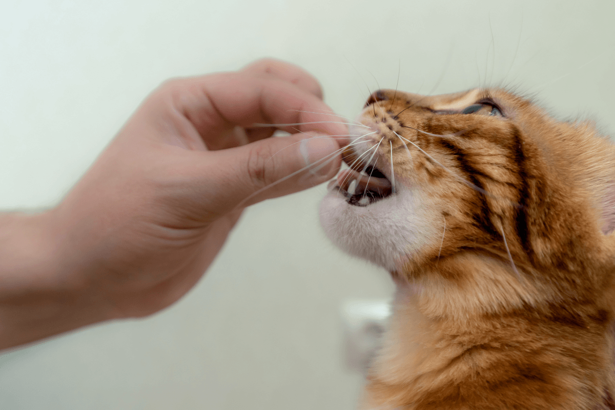 Onsior Cat Medicine
