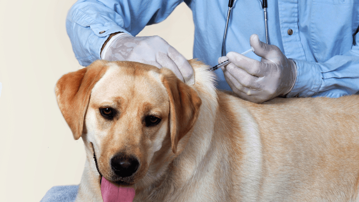 Pet Diabetes
