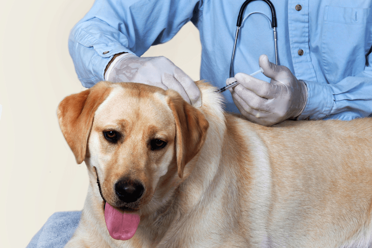 Pet Diabetes