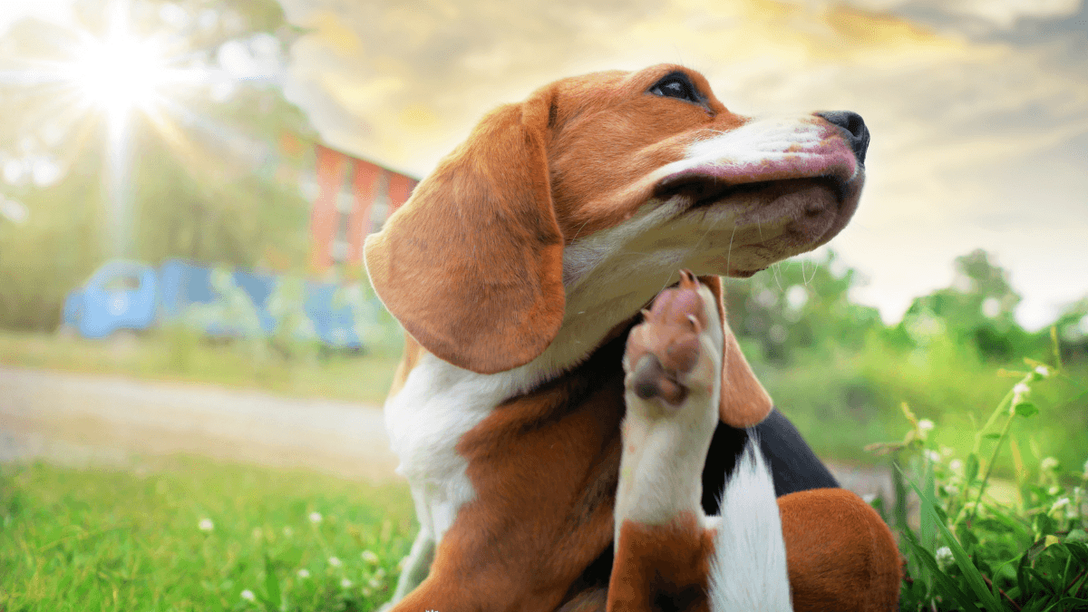 Best Flea Treatment for Dogs