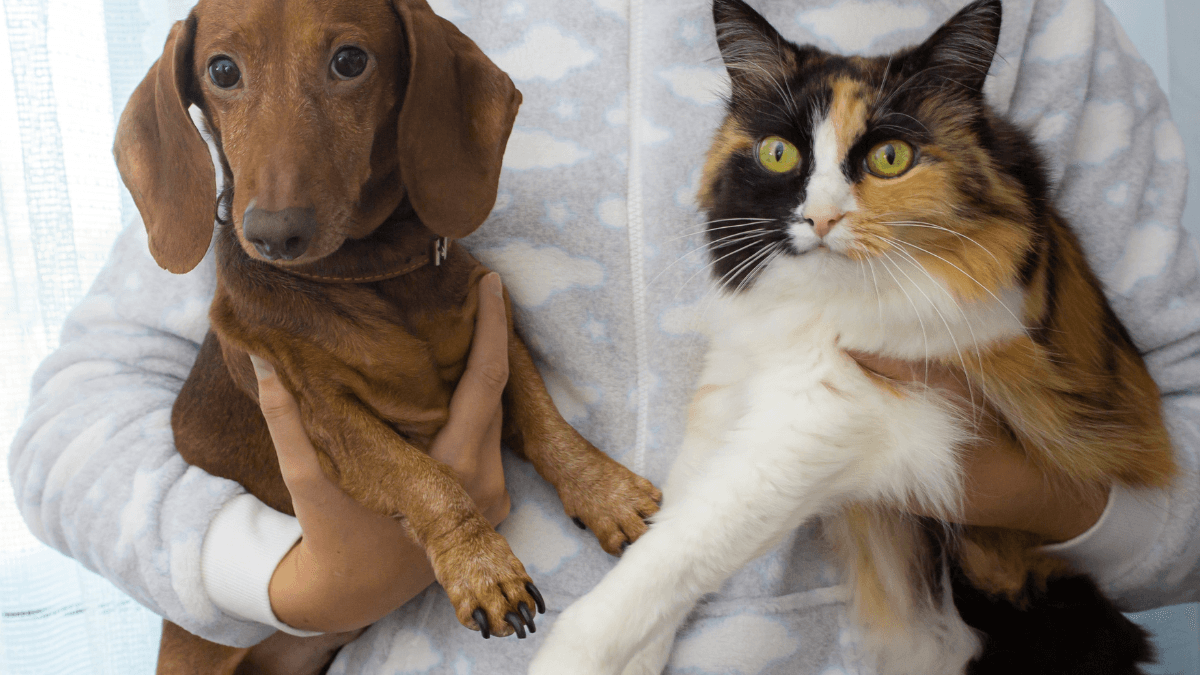 Capstar Flea Treatment