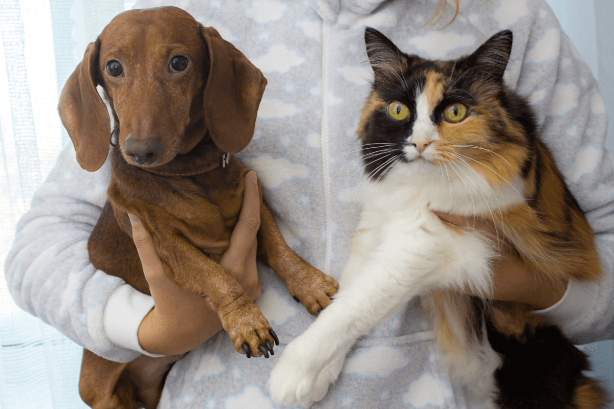 Capstar Flea Treatment