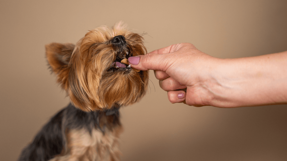 Drontal for Dogs