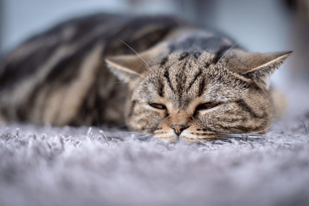 Fresh Look at How To Tell If Your Cat Is In Pain Signs