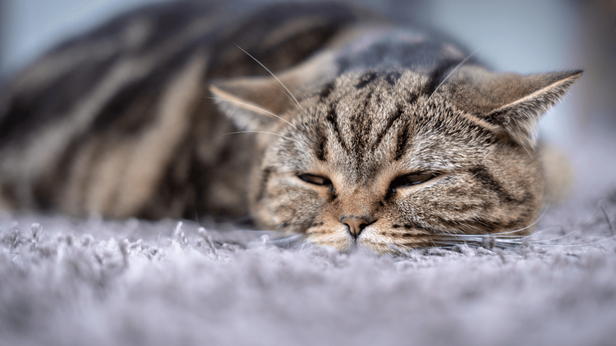 How to Tell if Your Cat Is in Pain
