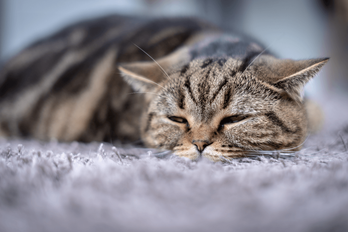 How to Tell if Your Cat Is in Pain