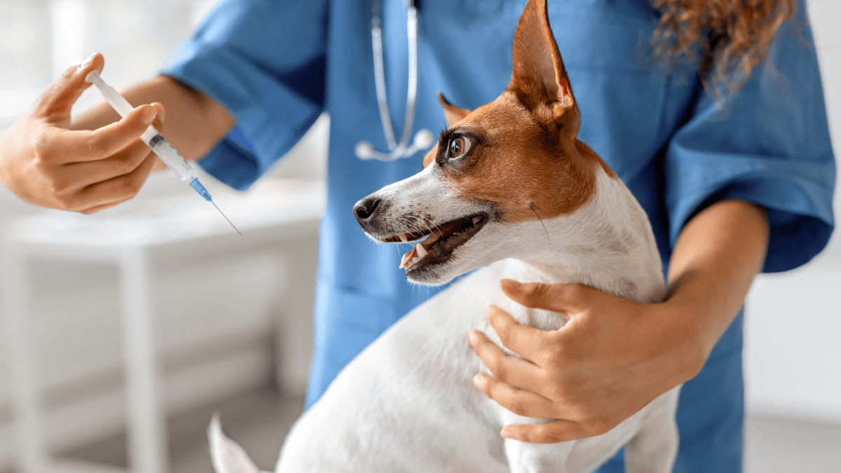 Insulin for Dogs