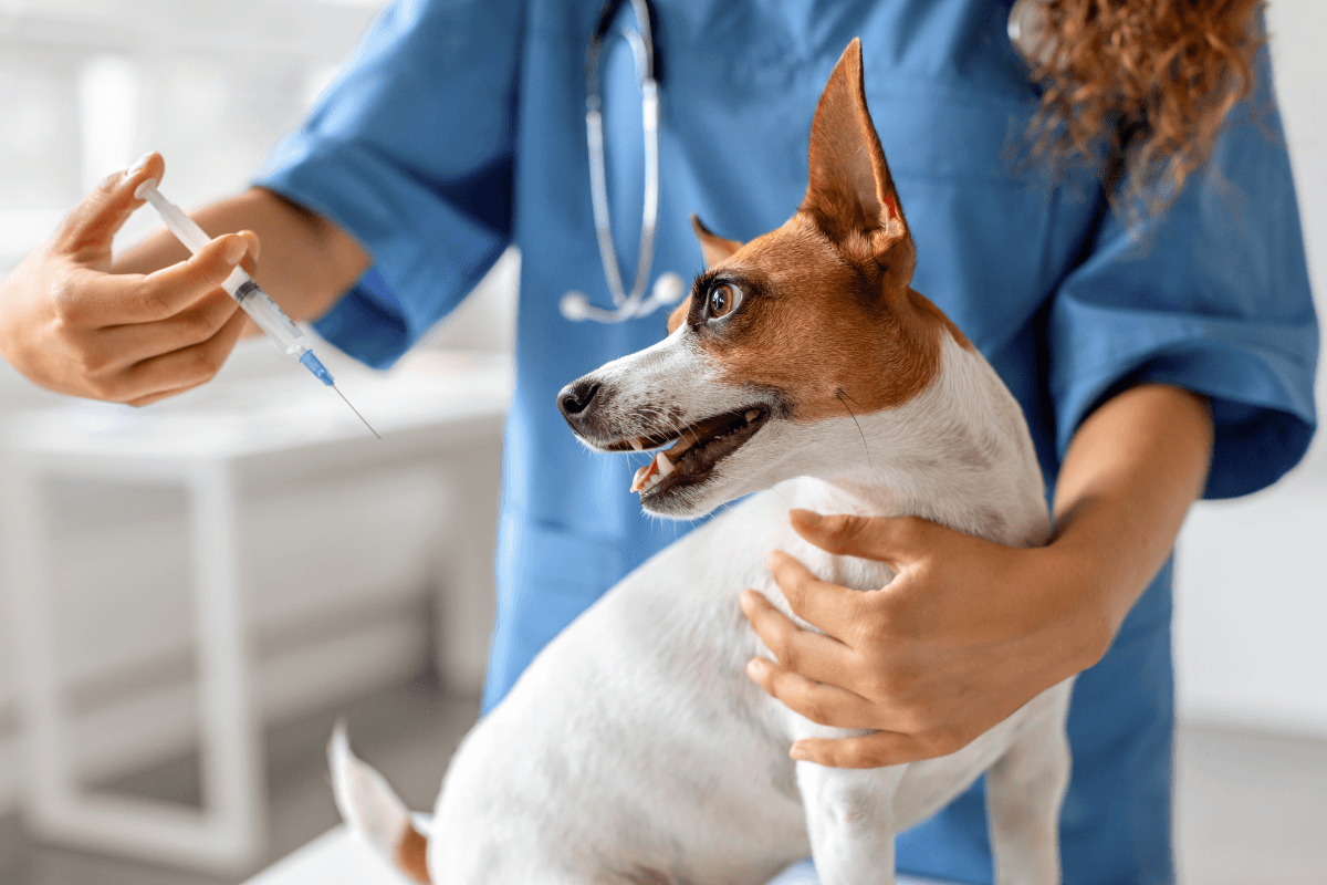 Insulin for Dogs