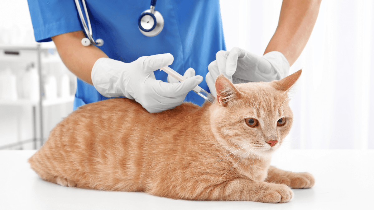 NexGard Combo for Cats