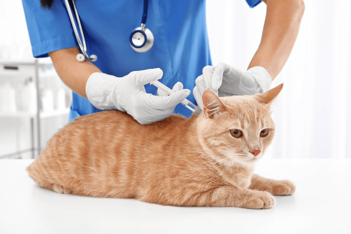 NexGard Combo for Cats
